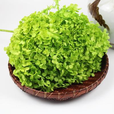 China Wholesale Natural Popular Nature Dark Green Real Anna Hydrangea Dry Flower for sale