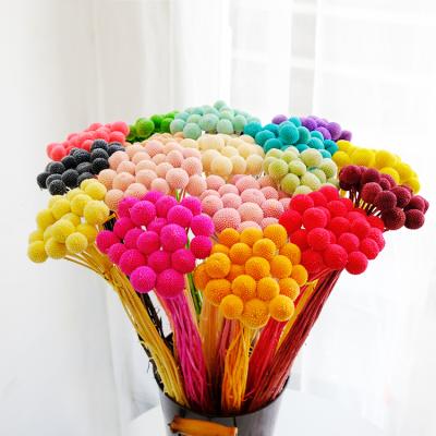 China Flower stem natural native dry billy button for wedding decoration for sale