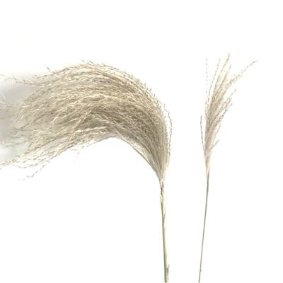 China Dry Flowers Hossu Grass Etc. Instagram to wedding decoration for sale