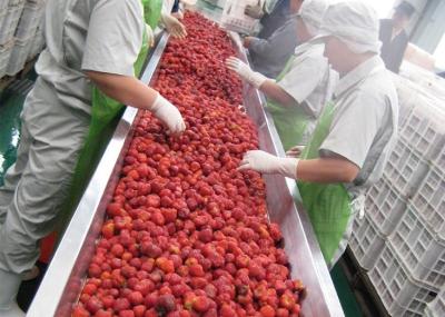 China Industrielle Maulbeerhimbeerbeeren-Verarbeitungs-Ausrüstungs-hohe Stabilität zu verkaufen