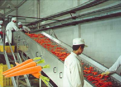 China De professioneel Installatie van de Wortelverwerking/Fruit en Plantaardige Verwerkingsmateriaal Te koop