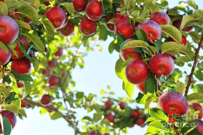 China SS316 flexibel van het het HUISDIERENglas van Apple Juice Processing Line de Flessenpakket Te koop