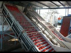 Berry fruit processing line