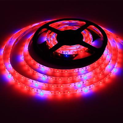 China DC 12V/24V SMD 2835 Soft Rood en Blauw Twee-kleurige kas 120 graden Straalhoek LED Grow Light Strip voor Indoor Plant Te koop