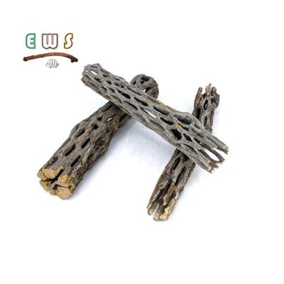 China Long Viable Natural Cholla Cactus Wood for Aquarium Decoration for sale