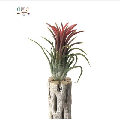 China Driftwood Sustainable Shrimp Accessories Aquarium Planter Wooden Cholla Wood With Plant for sale