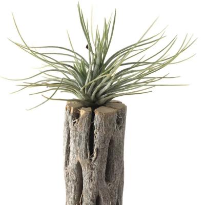 China Modern Natural Long Cholla Cactus Wooden Planter Flower Pot For Table Display for sale