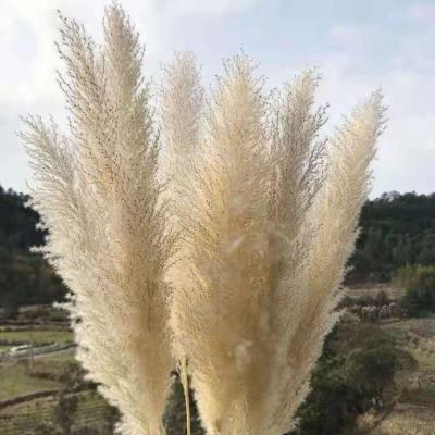 China Hot Selling Reed Flower Big Pampas Preserved Dry Natural Pampas Dried By Natural Contact Grass For Wedding Decoration for sale