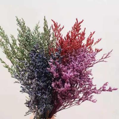 China Natural Touch Flowers Dry Real Natural Preserved Immortal Caspea Limonium For Flower Bouquet for sale