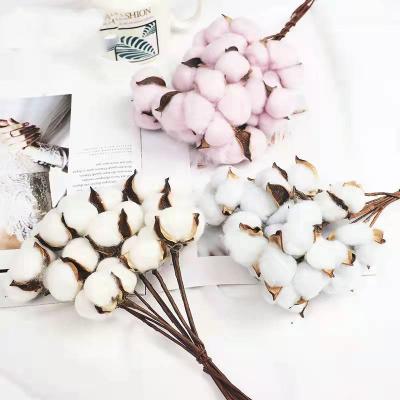 China Natural Touch China Preserved Flowers Custom Eternal Cotton Decorative Preserved Flowers Hot Sale for sale