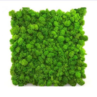 China Wholesale 21colors natural touch plant preserved moss wall with high quality for sale