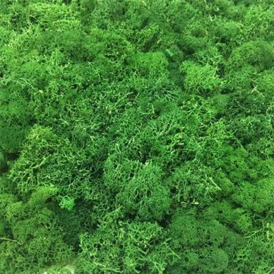 China High quality 500g natural touch wholesale 21colors preserved moss for wall decoration for sale