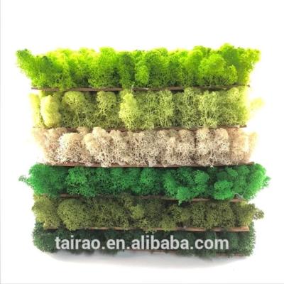 China Yunnan Colorful Beautiful Factory Wholesale High Quality Preserved Flowers Preserved Moss Wall Wedding Home Decoration for sale