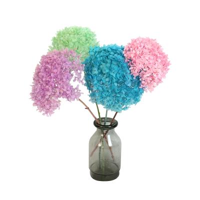 China Wedding Party Store Home Decor Preserved Flower Real Anna High Quality Wholesale Preserved Hydrangea For Wedding Decoration for sale