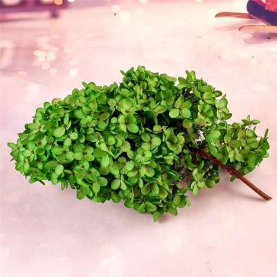 China Wholesale Natural Touch Fresh Natural Perpetual Preserved Hydrangea As Decorative Flowers for sale