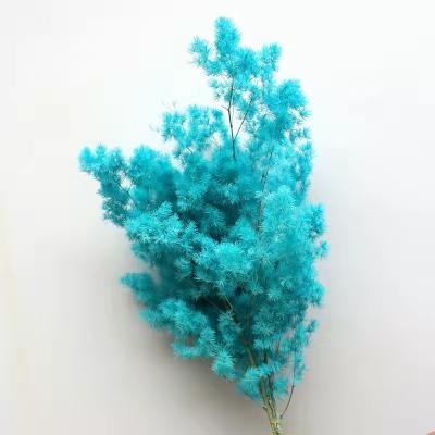 China Hot Selling Preserved Natural Touch Preserved Flower Asparagus Ming Fern Real For Wedding Decoration for sale