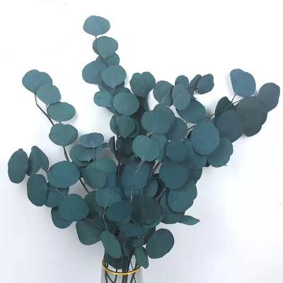 China Wholesale High Quality Preserved Flower Apple Jewelry Preserved Eucalyptus Flower Gifts Cosmetics Real Leaves For Home Decoration for sale