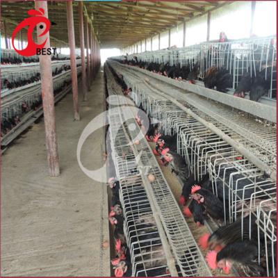 China Free Sample Chicken Farm Baby Chick Poultry Farm Equipment Chicken Cage Accessories With Great Price for sale