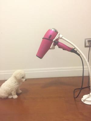 China 2015 News Pet Supplies Foldable Hair Dryer Hands Free Stand Holders For Hair Blow for sale