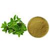 Cina Origano Herb Origanum Vulgare Extract Powder di 10:1 del rifornimento della fabbrica in vendita