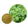 China Factory Supply High Quality Lemon Balm Powder Lemon Balm Extract Powder for sale