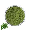 Cina Polvere dell'estratto della moringa oleifera di 5:1 10:1/dell'estratto della polvere di Moringa/polvere di moringa in vendita