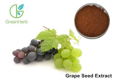 China Pulver Antioxidansdes anthocyanin-Auszug-Pulver-anti- Altern-95% Proanthocyanidins zu verkaufen