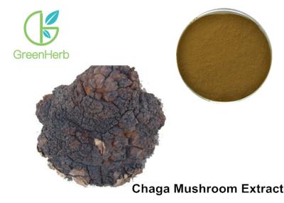 China Extrato Phaeoporus 30% Obliquus do cogumelo de Chaga anti - regulamento do tumor à venda