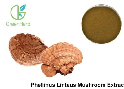 中国 薬剤の自然な植物のエキスのPhellinus Linteusのエキスのブラウンの黄色の粉 販売のため