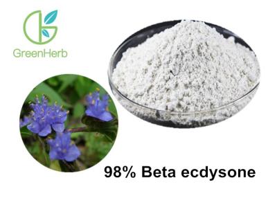 Cina Estratto dell'erba della rugiada di arachnoidea di Cyanotis di ecdysone dell'estratto 98% di Ecdysone beta in vendita