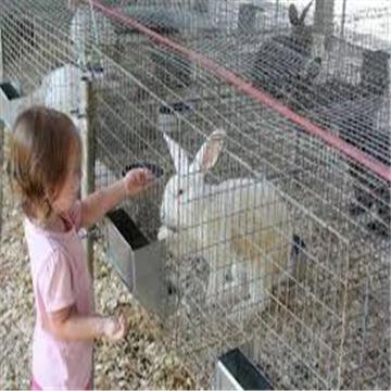 China Rabbit Rabbit Cage Used In Poultry Farm With Competitive Price for sale