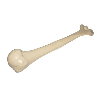 China Realistic Humerus Solid Bone Foam Human Simulation Orthopedic Training Model for sale