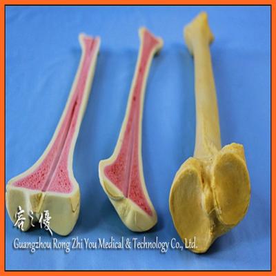 China R010111 Vivid Anatomy Orthopedic Implants Model Tibia Bone for Doctor Teaching for Medical Equipment for sale