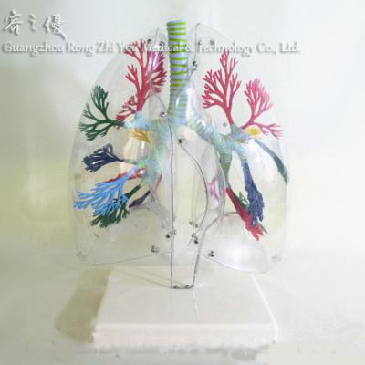 China Simulation R090205 Realistic Human Human Lung Medical Anatomy Structure Model Transparent Teaching Aids for sale