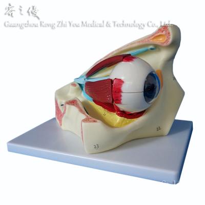 China Realistic Human Simulation Model In Orbit Model, 12 Parts Eye Structure Human Eye Model for sale