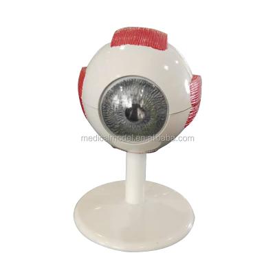 China Realistic Human Simulation 3 Times Enlarged Plastic Eye Model For Teaching Use for sale