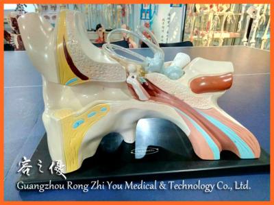 China High quality advanced realistic human simulation education ear model, 3D anatomy teaching ear model for sale