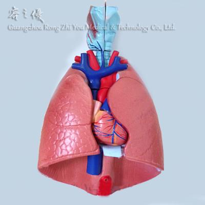 China Realistic Human Simulation R090209 7 Parts, Life Size Medical Anatomical Larynx, Heart and Lung Model for sale