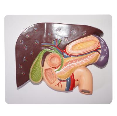 China Realistic human simulation human anatomical liver with gallbladder, pancreas and duodenum model for sale