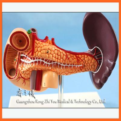 China R100108 Hot Sales Simulation Liver Human Pancreas , Realistic Liver And Pancreas And Duodenum Model for sale