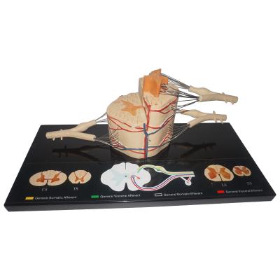 China Realistic human simulation spinal nerves showed model with spinal cord for sale