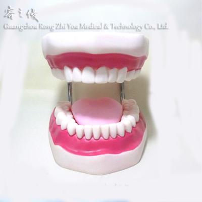 China Realistic Large Simulation R080110 Human Anatomical Teeth Models - Dentist Oral Hygiene Teaching Model for sale