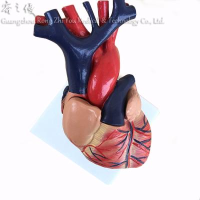 China Realistic R120101B 3D Human Simulation Model (2 Parts) Wholesale Advance Plastic Human Heart Model for sale