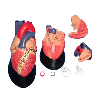 China R120102 Realistic Human Simulation Plastic Heart, Medical Human Heart Anatomy Demonstration Model (7 Pieces) for sale