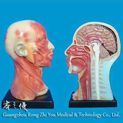 China Detailed Anatomy Structures Human Neck Anatomy Main Parts R050125 Models For Medical Teaching for sale