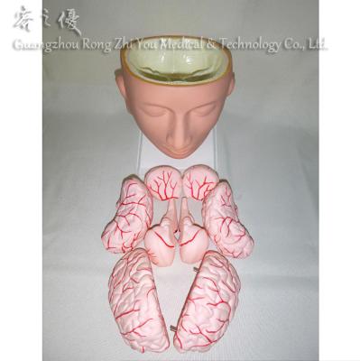 China Detailed anatomy structure R050115 3D Brain Anatomy Model, Brain With Head Soft Model, Brain With Arteries Head (9 parts) for sale