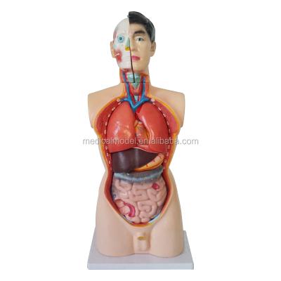 China Vivid Human 85cm Normal Male Torso Male Torso Mannequin Anatomy With Stand for sale