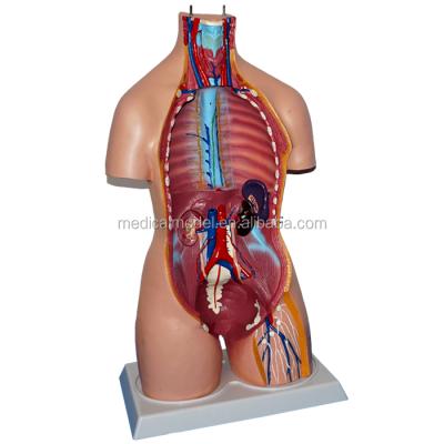 China Detailed Anatomy Structures Standard Plastic Human Torso Anatomy Model, 85cm 32 Parts Torso Model for sale