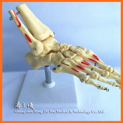 China Detailed Anatomy Structures R020920B Human Foot Medical Teaching Skeleton Types Model for sale