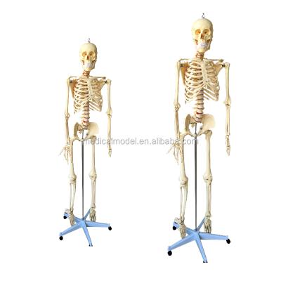 China Adult Human Skeleton Durable Artificial Plastic Human Skeleton 200 Bones Model for sale